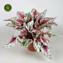 Begonia Rex Beleaf 'Maori Sunset'