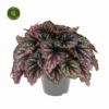 Begonia Rex Beleaf 'Rainbow Falls' 2 Begonia Rex Beleaf 'Rainbow Falls' -Garden Care Supply Store begonia beleaf rainbow falls 1536x1536 652652812d810 l