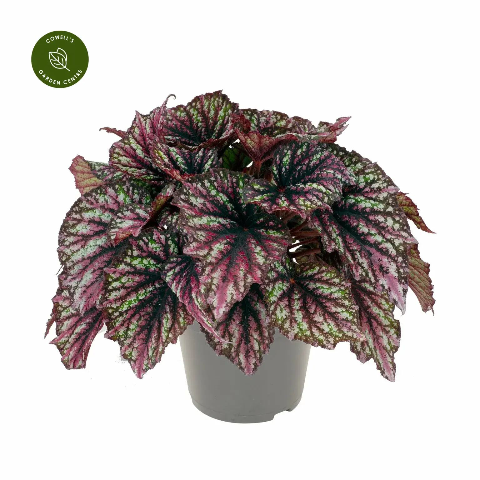 Begonia Rex Beleaf 'Rainbow Falls' 3 Begonia Rex Beleaf 'Rainbow Falls'