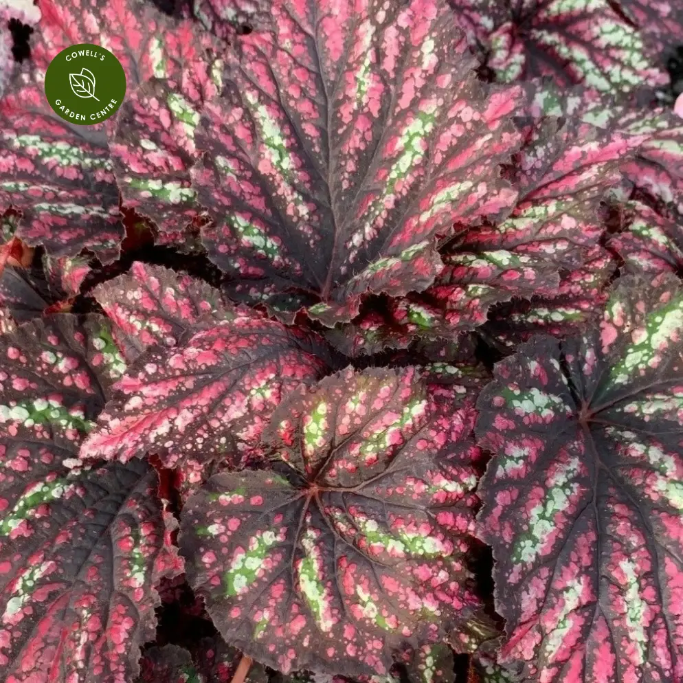 Begonia Rex Beleaf 'Rainbow Falls' 4 Begonia Rex Beleaf 'Rainbow Falls' - Image 2