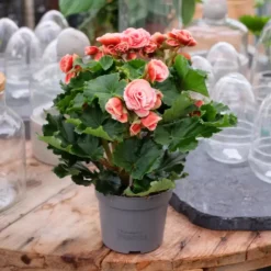 Garden Care Supply Store 13 Begonia 'Borias'