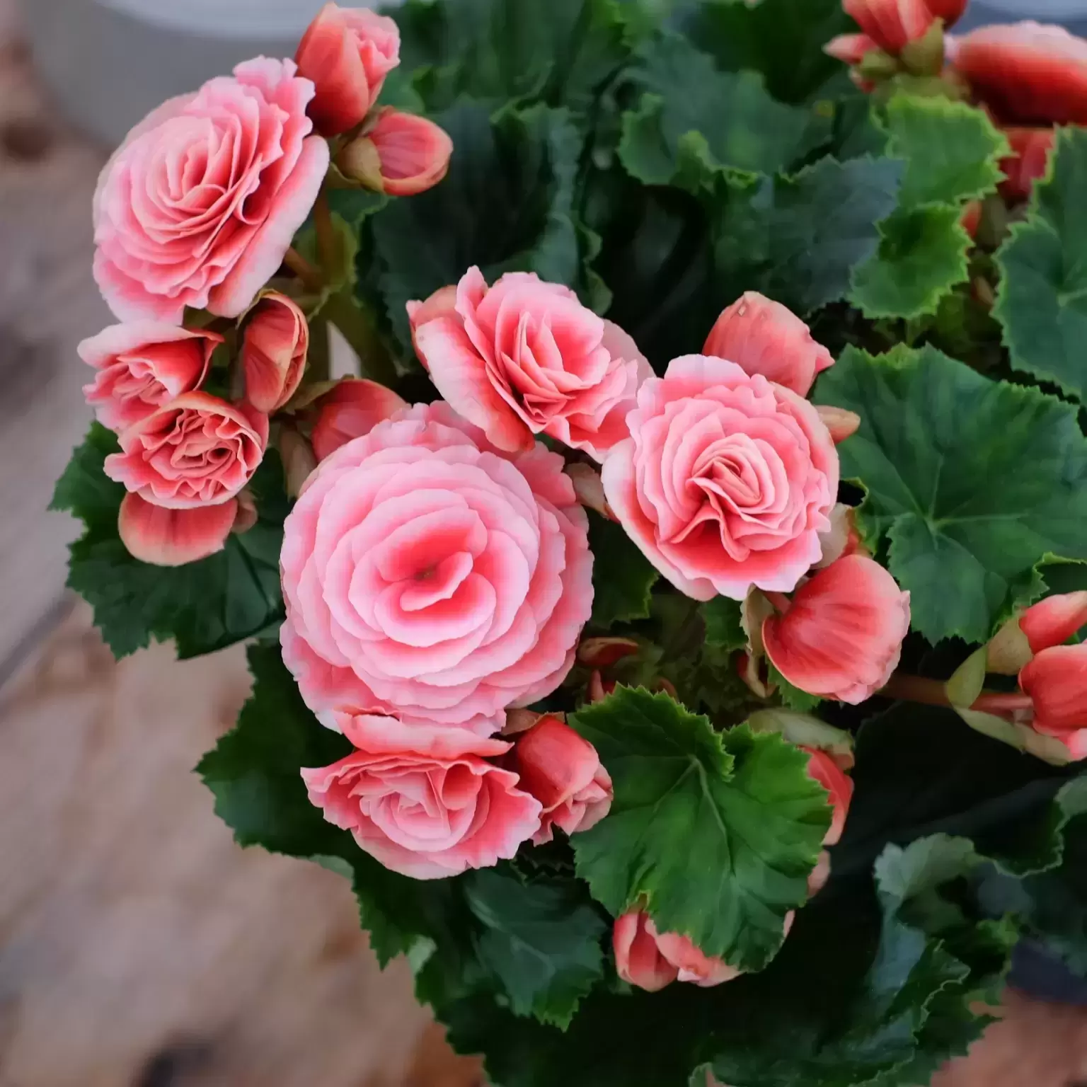 Begonia 'Borias' 4 Begonia 'Borias' - Image 2