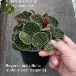 Begonia Bullatifolia