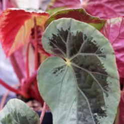 Begonia Burkillii