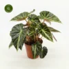 Begonia Chingipengii 2 Begonia Chingipengii -Garden Care Supply Store begonia chingipengii 800x800 633319d248b0b l
