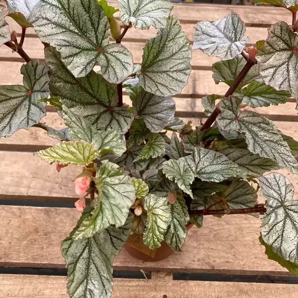 Begonia 'Crossroads' 4 Begonia 'Crossroads' - Image 2