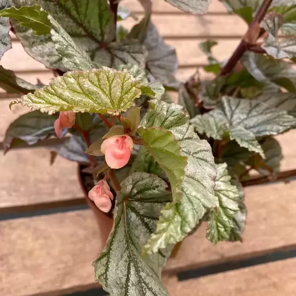 Begonia 'Crossroads' 5 Begonia 'Crossroads' - Image 3