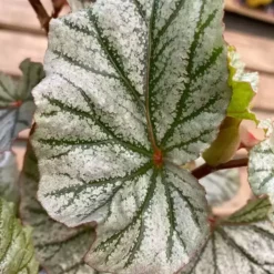 Begonia 'Crossroads'