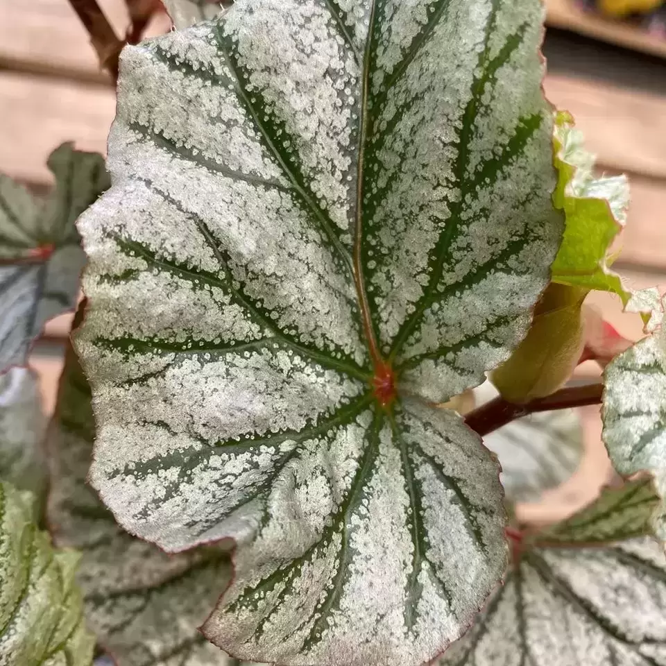 Begonia 'Crossroads' 3 Begonia 'Crossroads'