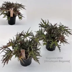 Garden Care Supply Store -Garden Care Supply Store begonia himalayan u614 1000x1000 620bacd4e18ba l