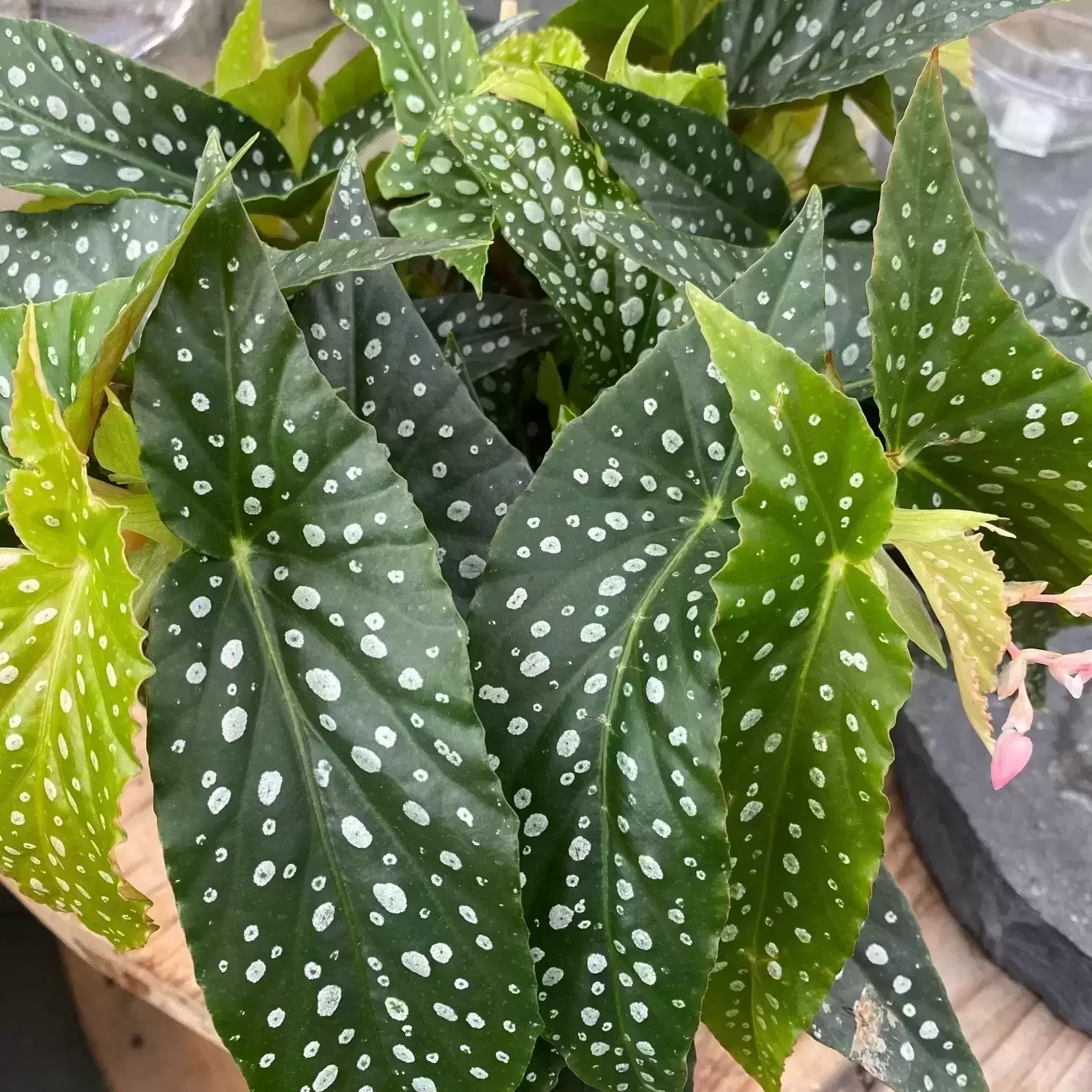 Begonia 'Hotspot' 4 Begonia 'Hotspot' - Image 2