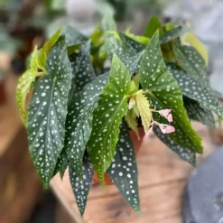 Begonia 'Hotspot' 7 Begonia 'Hotspot' -Garden Care Supply Store begonia hotspot 1509x1510 61f32397d8060 l