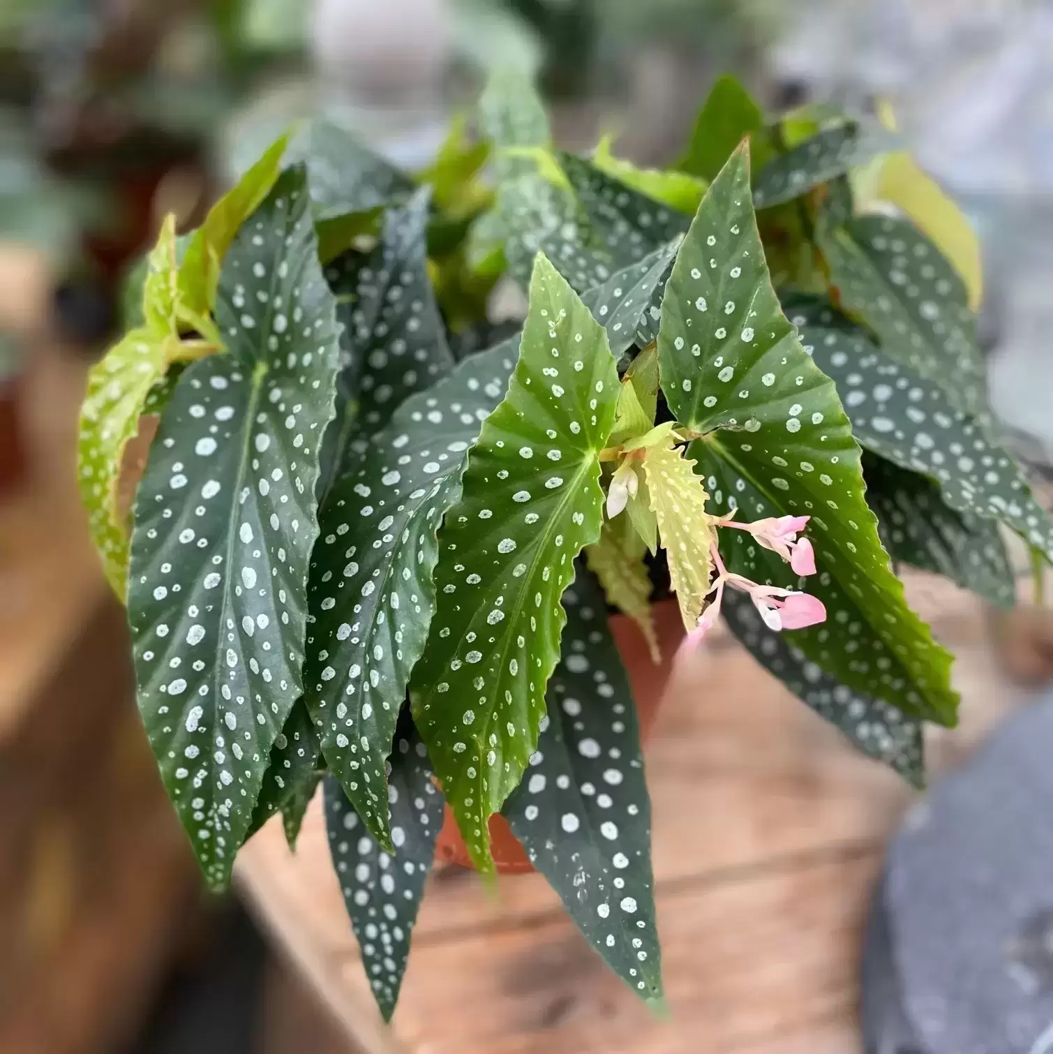 Begonia 'Hotspot' 5 Begonia 'Hotspot' - Image 3