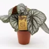 Begonia 'King' -Garden Care Supply Store begonia king 800x800 61f302b022b12 l