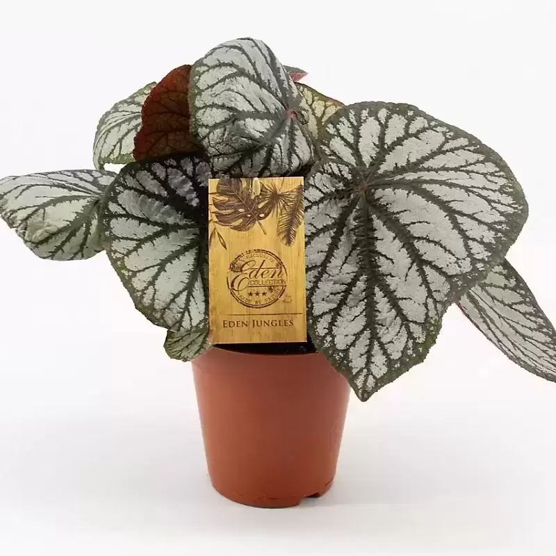 Begonia 'King' 3 Begonia 'King'