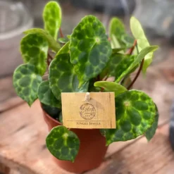 Begonia Kingiana -Garden Care Supply Store begonia kingiana 1512x1512 61f323afab535 l