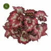 Begonia Magic Colours 'Balboa' 2 Begonia Magic Colours 'Balboa' -Garden Care Supply Store begonia magic colours balboa 2000x2000 6407025e2ff09 l