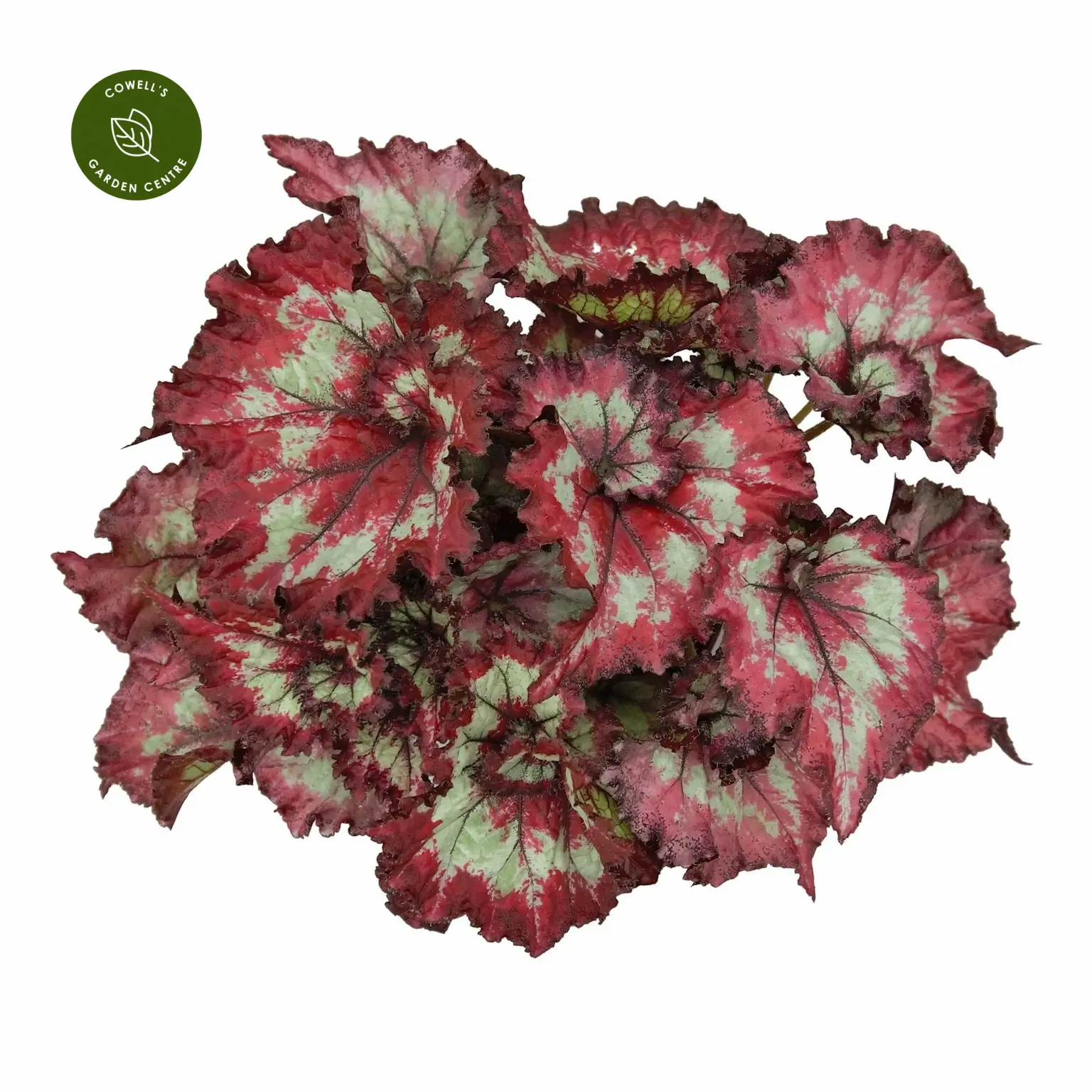 Begonia Magic Colours 'Balboa' 3 Begonia Magic Colours 'Balboa'