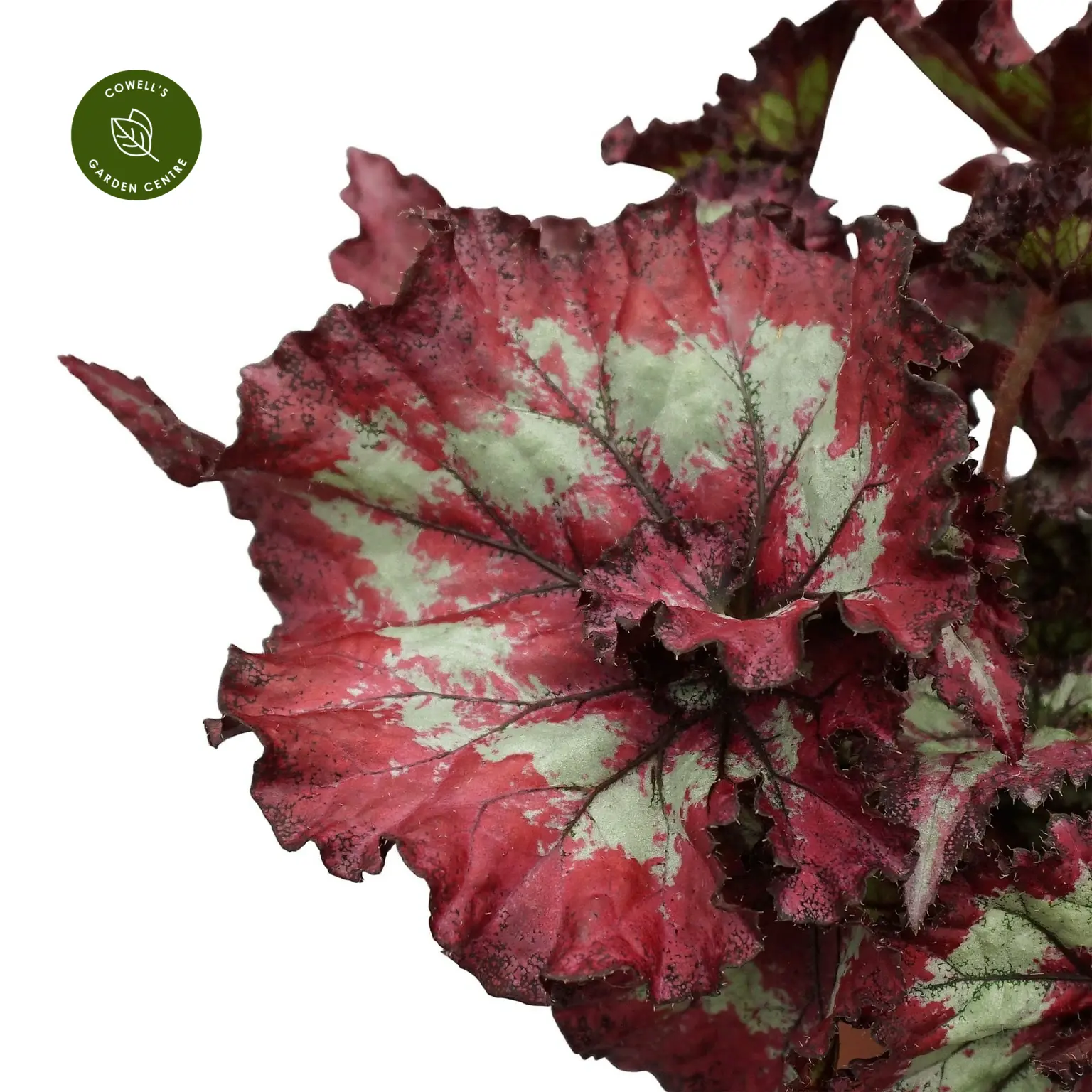 Begonia Magic Colours 'Balboa' 4 Begonia Magic Colours 'Balboa' - Image 2