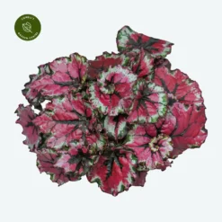 Garden Care Supply Store 11 Begonia Magic Colours 'Ballroom Dance'