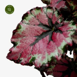 Garden Care Supply Store -Garden Care Supply Store begonia magic colours ballroom dance 1536x1536 6407500106465 l