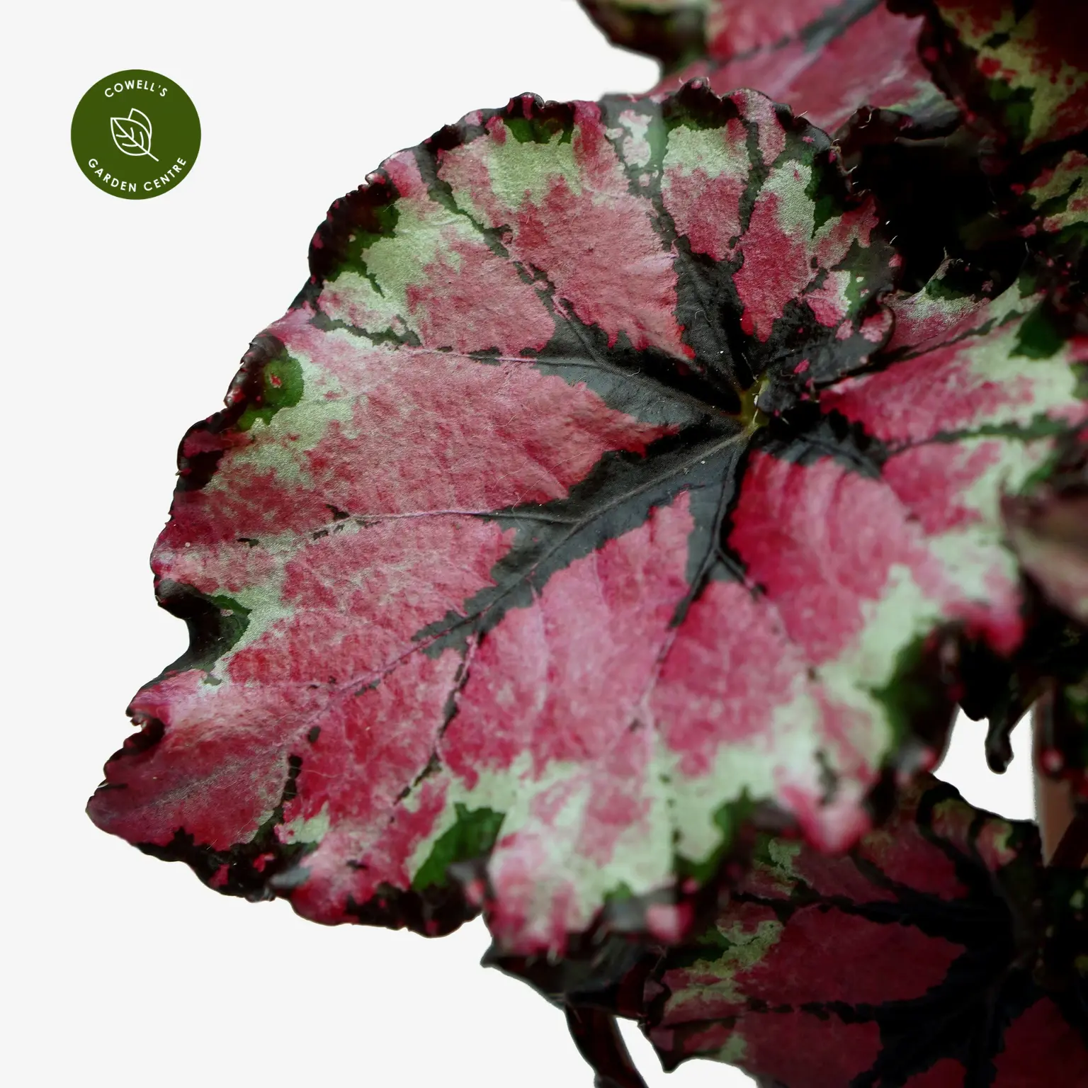 Begonia Magic Colours 'Ballroom Dance' 4 Begonia Magic Colours 'Ballroom Dance' - Image 2