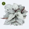 Begonia Magic Colours 'Bolero' 2 Begonia Magic Colours 'Bolero' -Garden Care Supply Store begonia magic colours bolero 1161x1161 63d6844958ada l