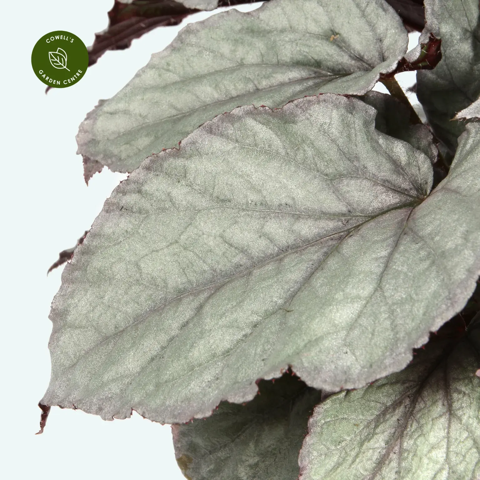 Begonia Magic Colours 'Bolero' 4 Begonia Magic Colours 'Bolero' - Image 2