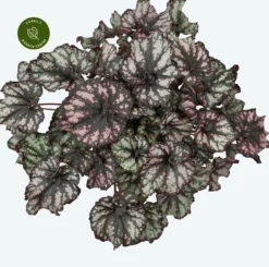 Begonia Magic Colours 'Cumbia'