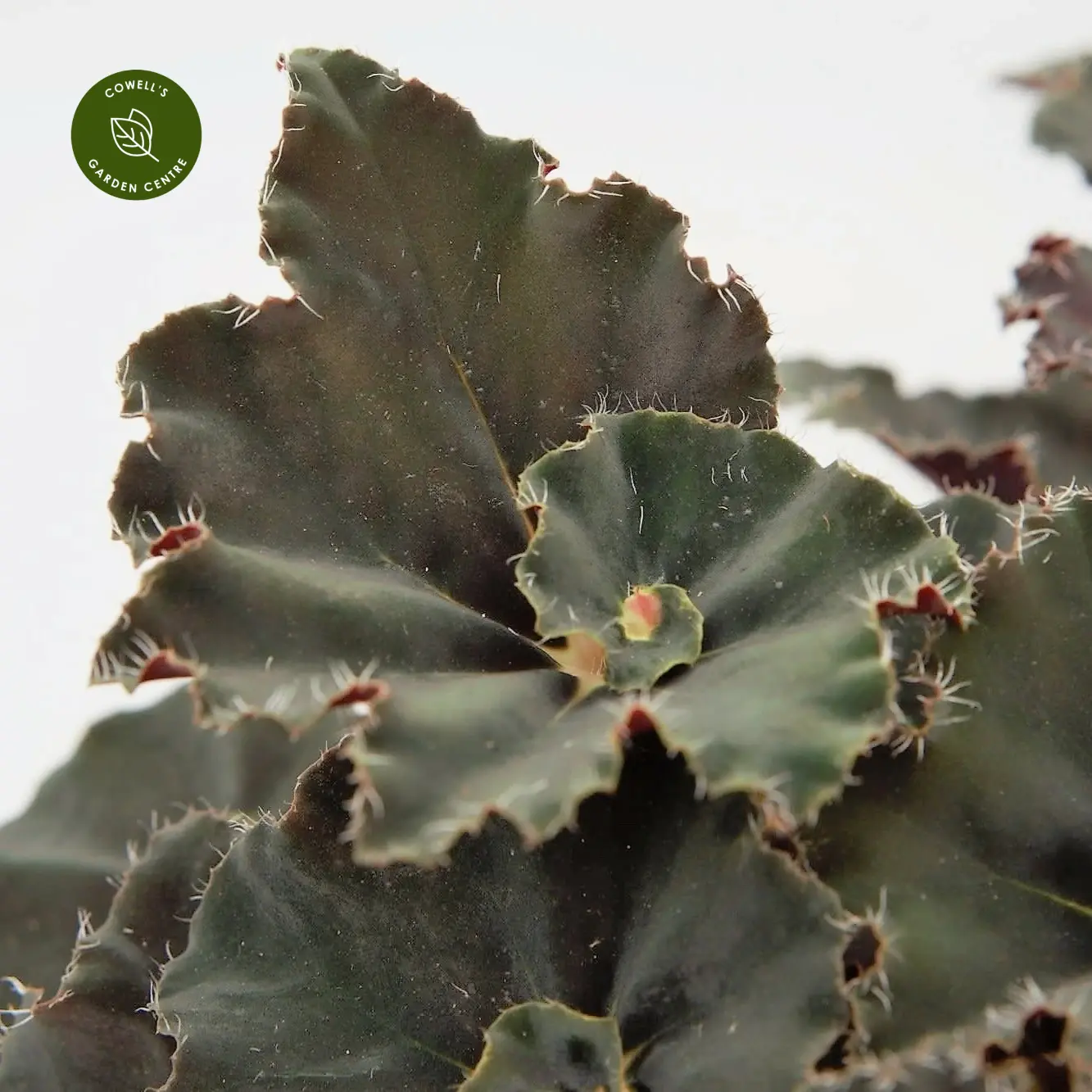 Begonia Magic Colours 'Dark Mambo' 4 Begonia Magic Colours 'Dark Mambo' - Image 2