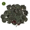 Begonia Magic Colours 'Dark Mambo' -Garden Care Supply Store begonia magic colours dark mambo 1886x1886 640722b9a6687 l