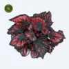 Begonia Magic Colours 'Etna' 1 Begonia Magic Colours 'Etna' -Garden Care Supply Store begonia magic colours etna 4000x4000 63d68d454f088 l