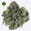 Begonia Magic Colours 'Fedor' 2 Begonia Magic Colours 'Fedor' -Garden Care Supply Store begonia magic colours fedor 4000x4000 6278e102b83d4 l