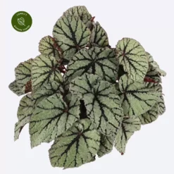 Begonia Magic Colours 'Fedor'