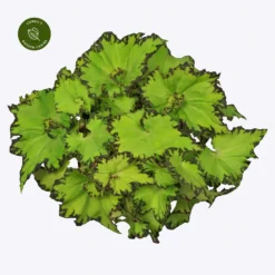 Garden Care Supply Store 7 Begonia Magic Colours 'Jive'