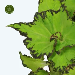 Garden Care Supply Store -Garden Care Supply Store begonia magic colours jive 4000x4000 640724fd6e6bc l