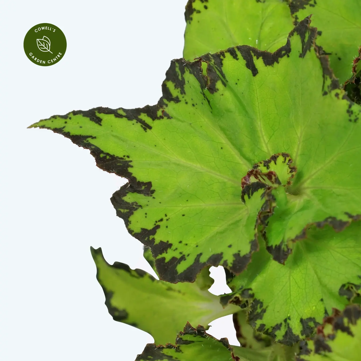 Begonia Magic Colours 'Jive' 4 Begonia Magic Colours 'Jive' - Image 2