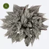 Begonia Magic Colours 'Jolly Silver' 2 Begonia Magic Colours 'Jolly Silver' -Garden Care Supply Store begonia magic colours jolly silver 4000x4000 6278e1888c368 l