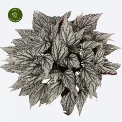 Begonia Magic Colours 'Jolly Silver'