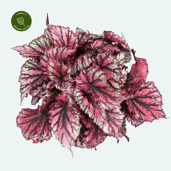 Begonia Magic Colours 'Lambada'