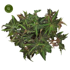 Begonia Magic Colours 'Lion Dance'