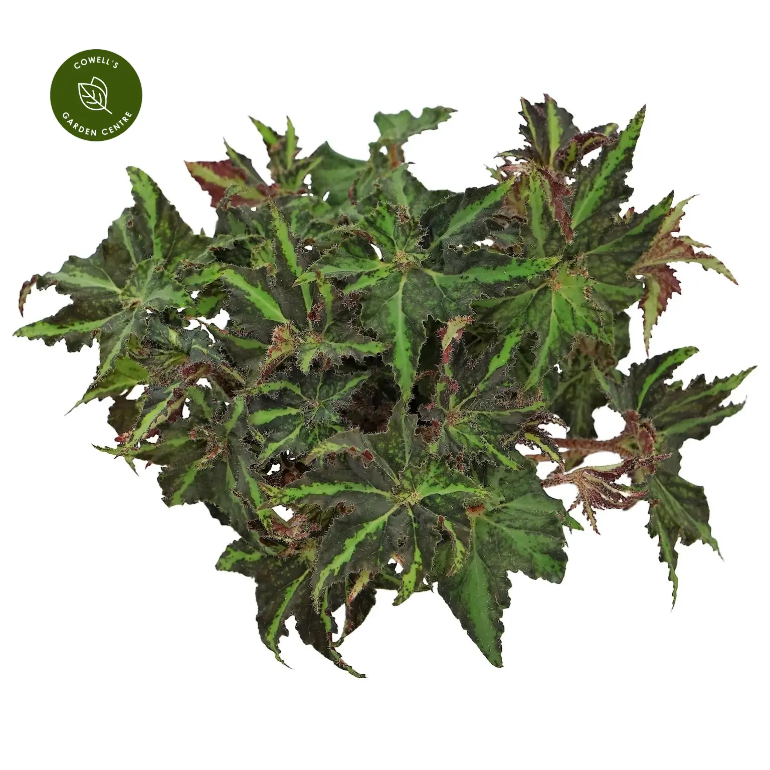 Begonia Magic Colours 'Lion Dance' 3 Begonia Magic Colours 'Lion Dance'