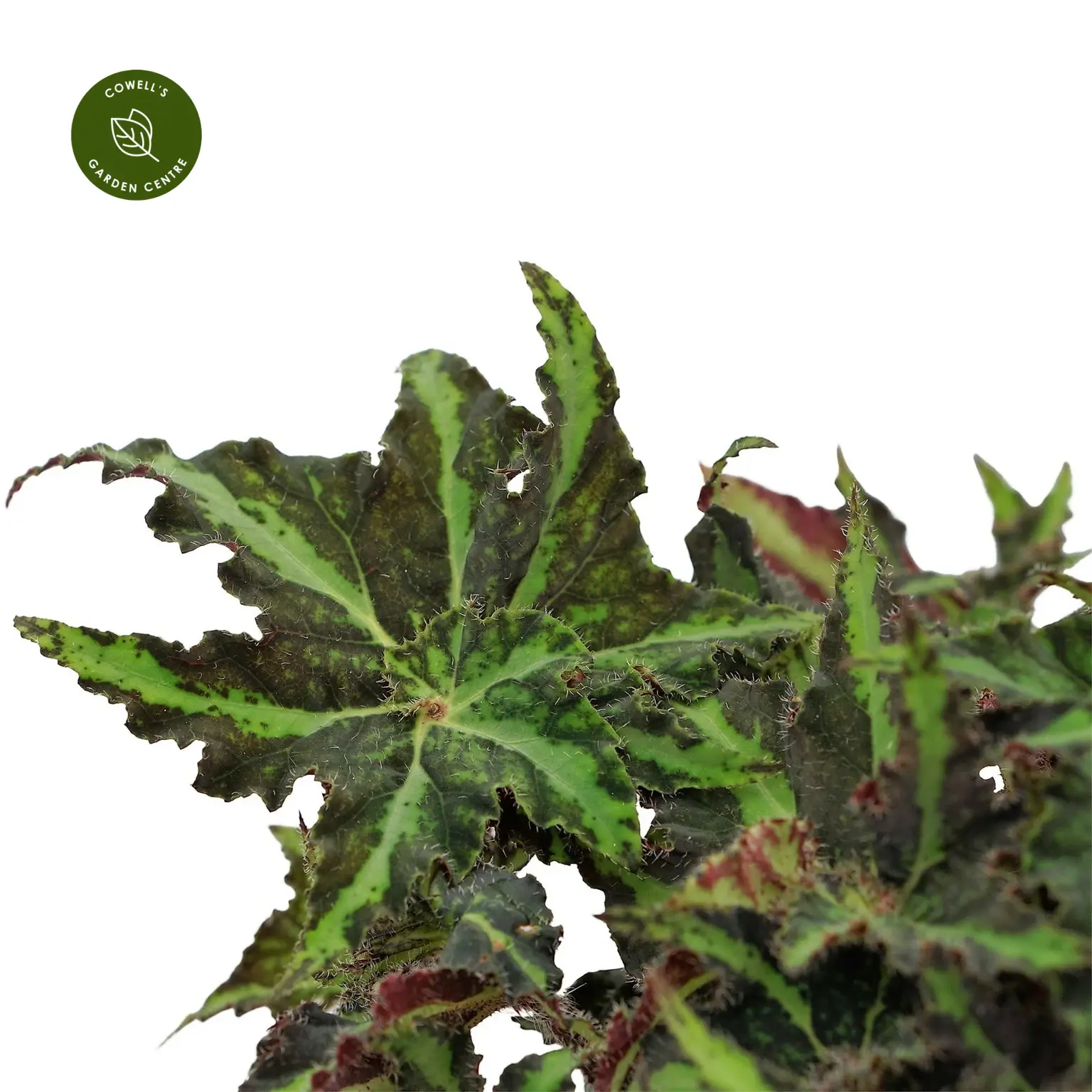 Begonia Magic Colours 'Lion Dance' 4 Begonia Magic Colours 'Lion Dance' - Image 2