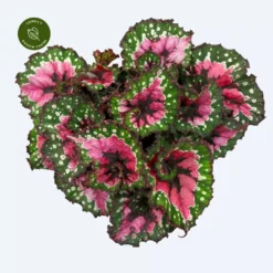 Begonia Magic Colours 'Macarena'