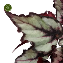 Begonia Magic Colours 'Magma' 5 Begonia Magic Colours 'Magma' -Garden Care Supply Store begonia magic colours magma 2000x2000 6278e23e21264 l
