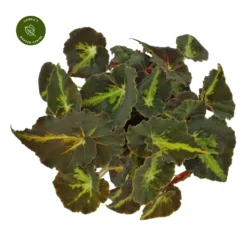 Begonia Magic Colours 'Moonwalk'