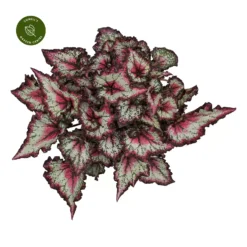 Begonia Magic Colours 'Odissi'