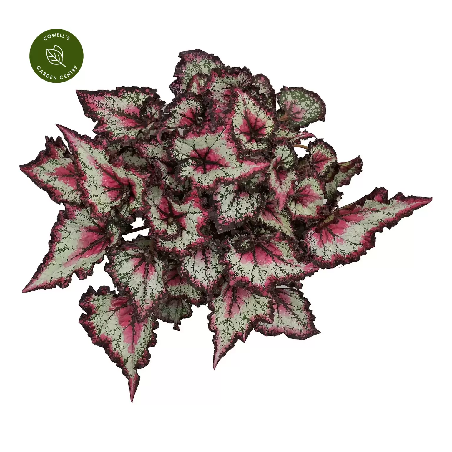 Begonia Magic Colours 'Odissi' 3 Begonia Magic Colours 'Odissi'