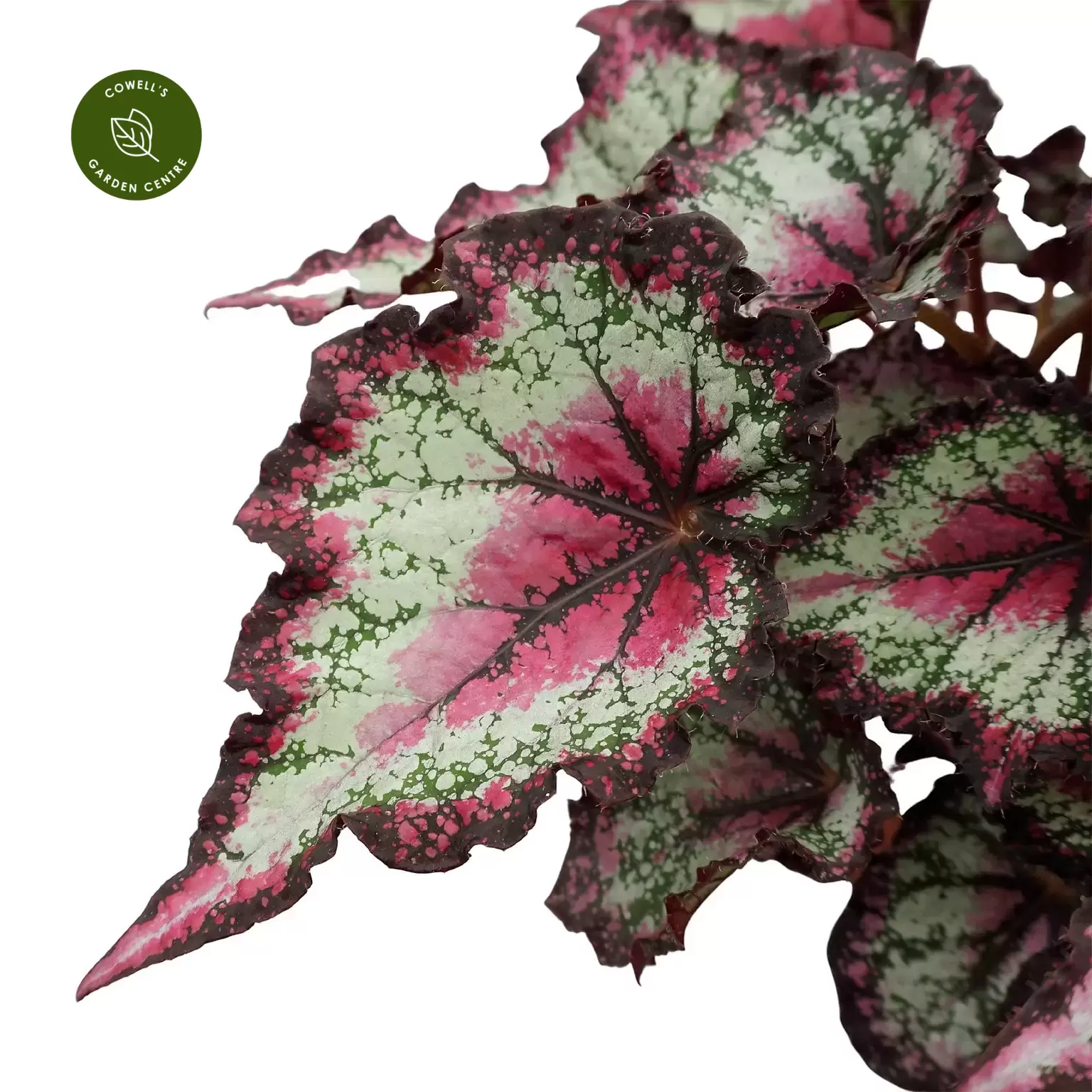 Begonia Magic Colours 'Odissi' 4 Begonia Magic Colours 'Odissi' - Image 2