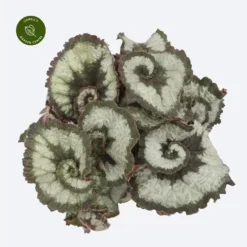 Begonia Magic Colours 'Princess Of Hanover'